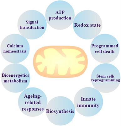 Mitochondria: Potential Targets for Osteoarthritis